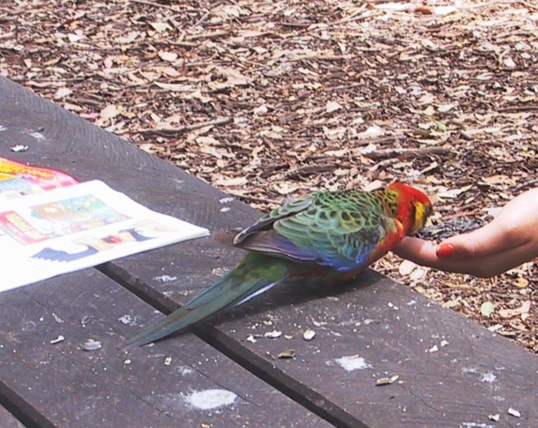 Western Rosella - ML391437601