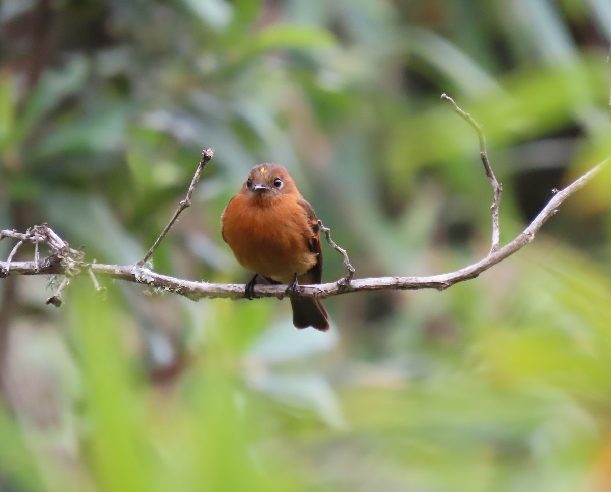 Cinnamon Flycatcher - ML391437671