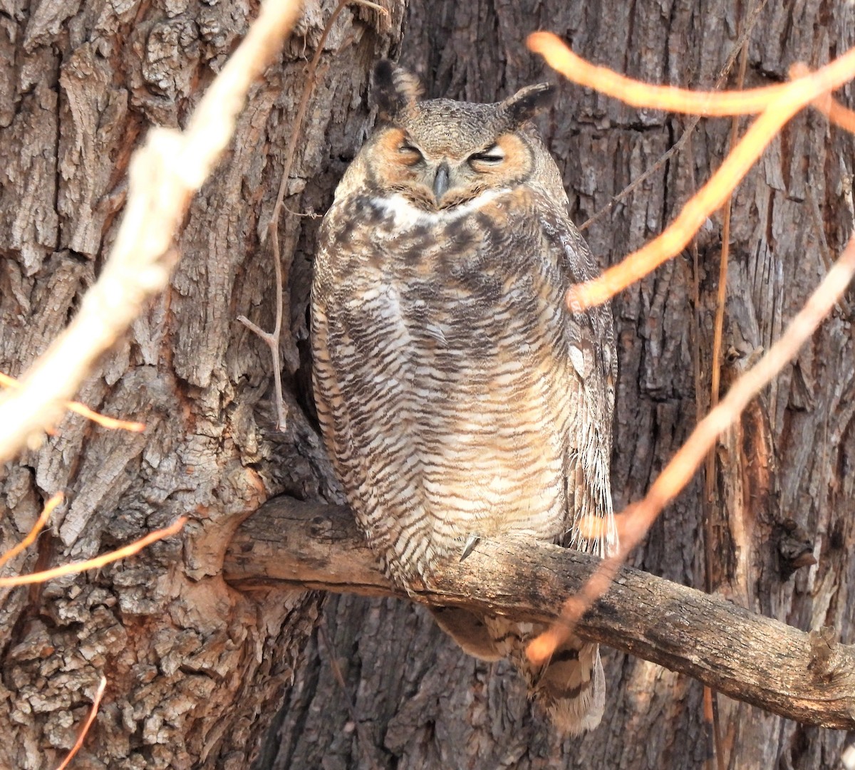 Great Horned Owl - ML391439181
