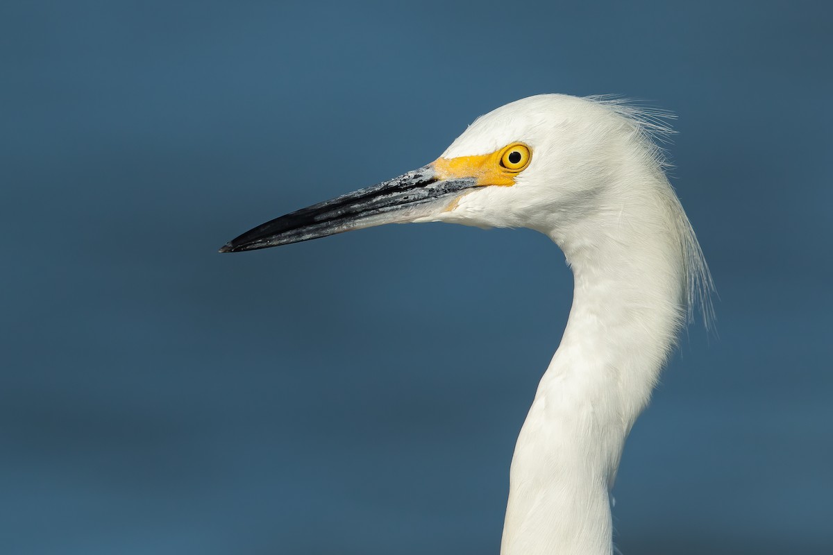 Snowy Egret - ML391439991