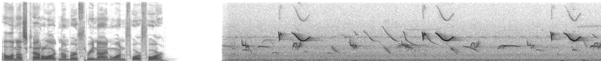 Spot-tailed Nightjar - ML39144