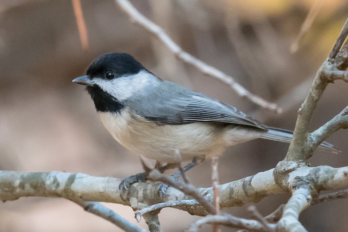 Carolina Chickadee - ML39144051