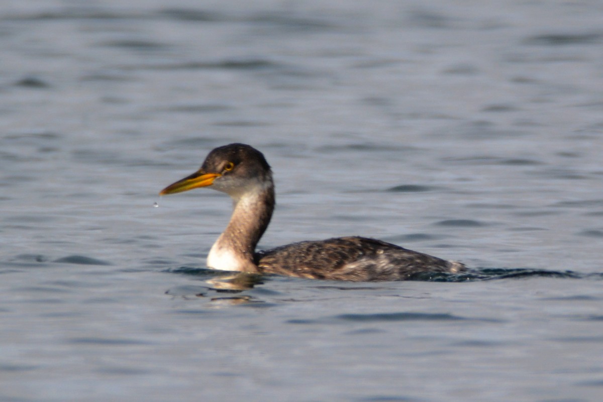 Red-necked Grebe - ML391440921