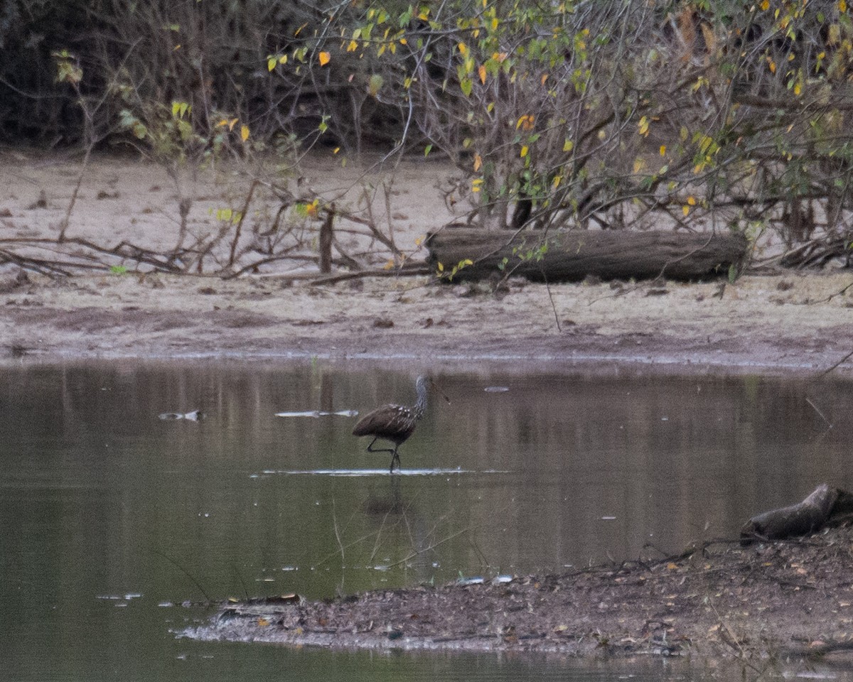 Limpkin - Maureen  Ellis