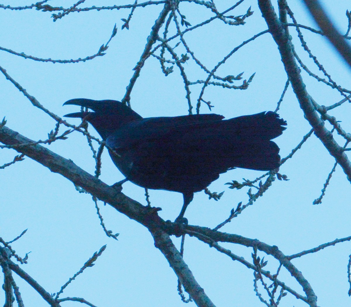 Common Raven - ML39144411