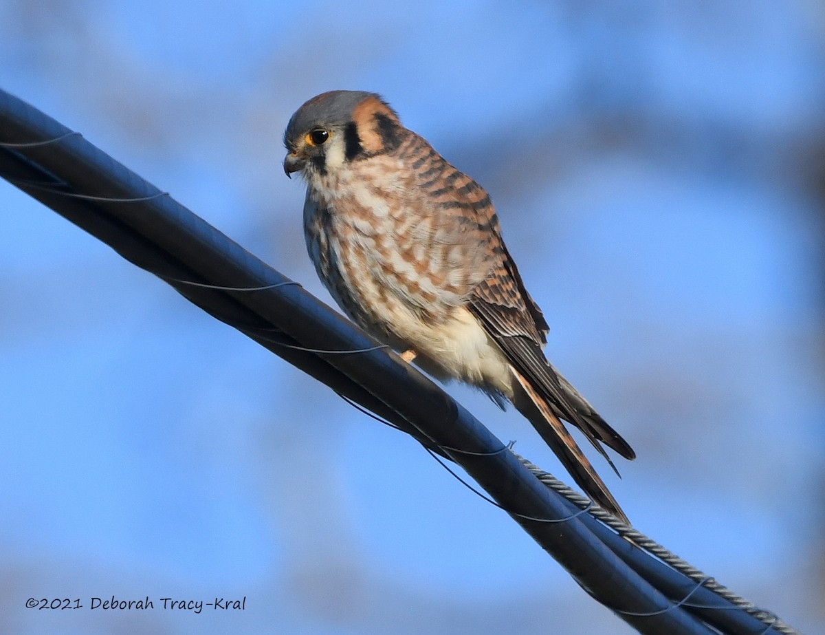 American Kestrel - Deborah Kral