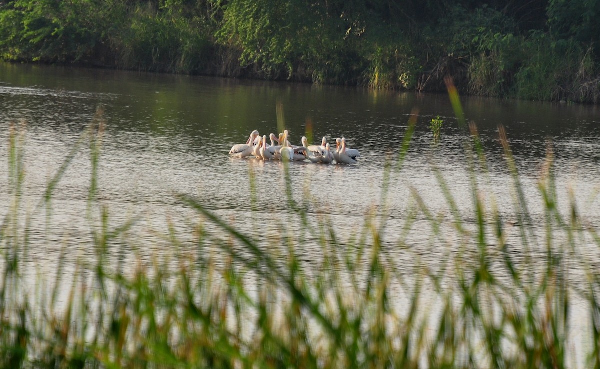 American White Pelican - ML391446441