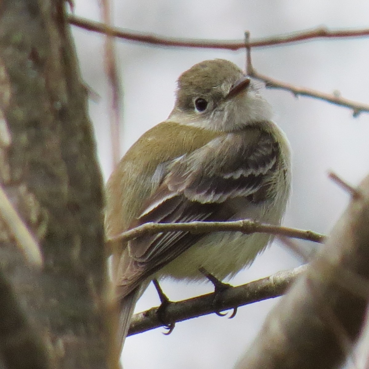 Least Flycatcher - ML391447321