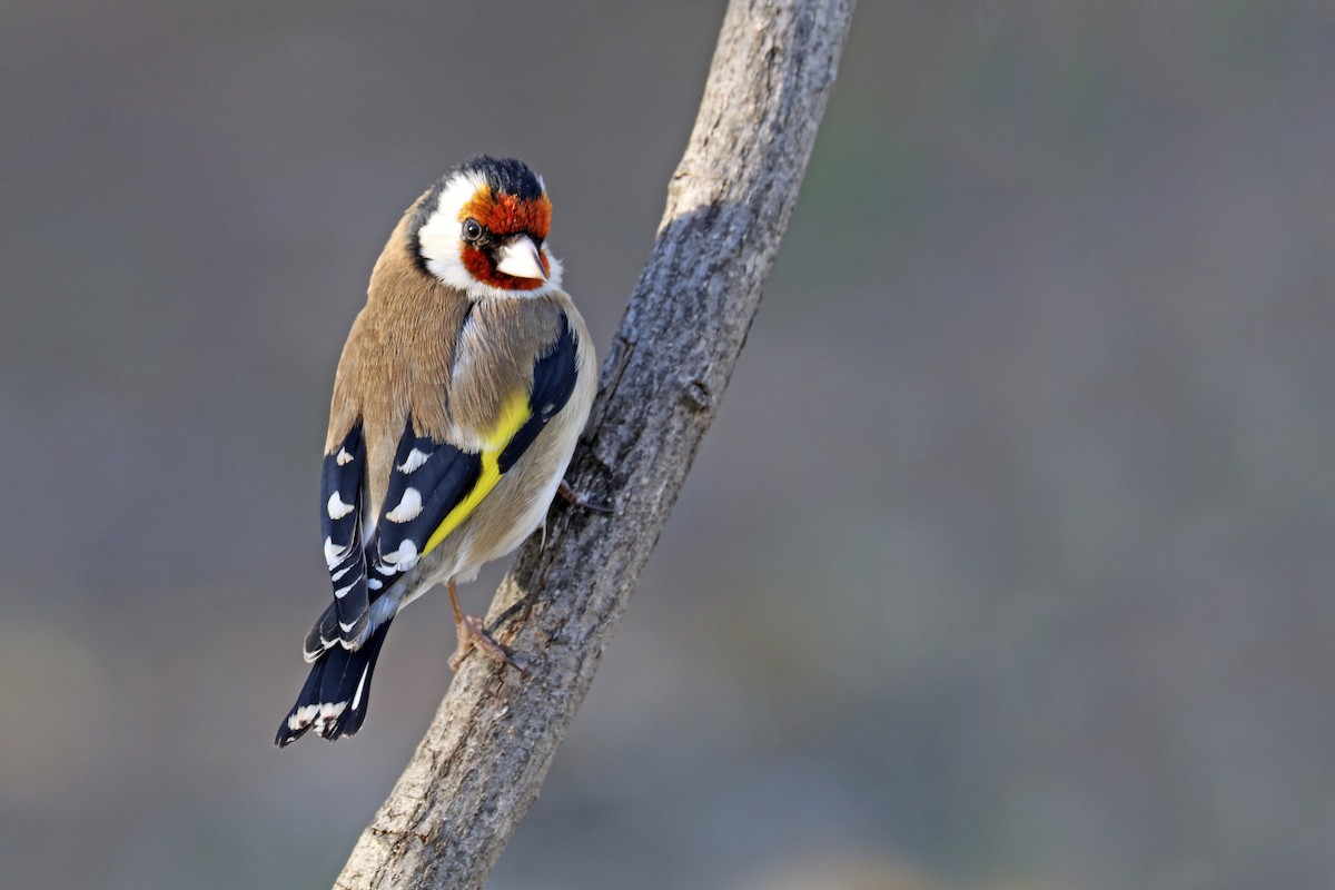 European Goldfinch - Francisco Barroqueiro