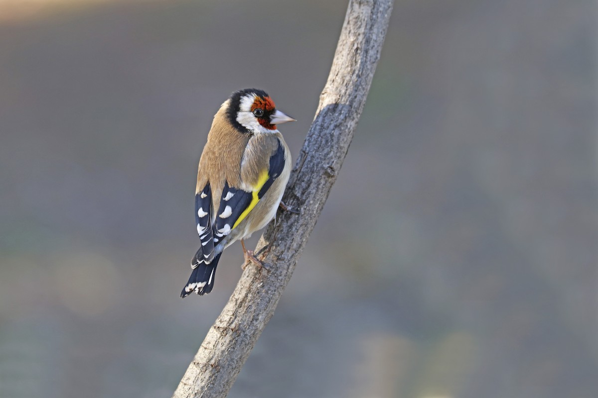 European Goldfinch - Francisco Barroqueiro