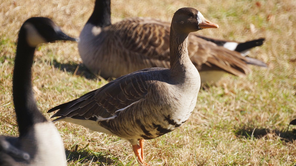 Greater White-fronted Goose - Bryan White