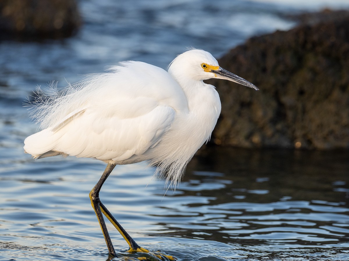 Snowy Egret - ML391449321