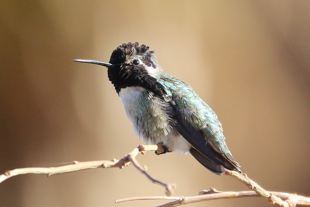 Costa's Hummingbird - ML391450101