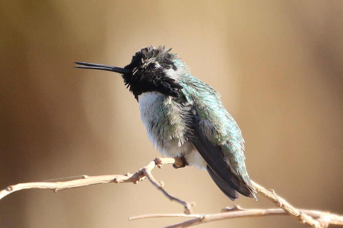 Costa's Hummingbird - ML391450321