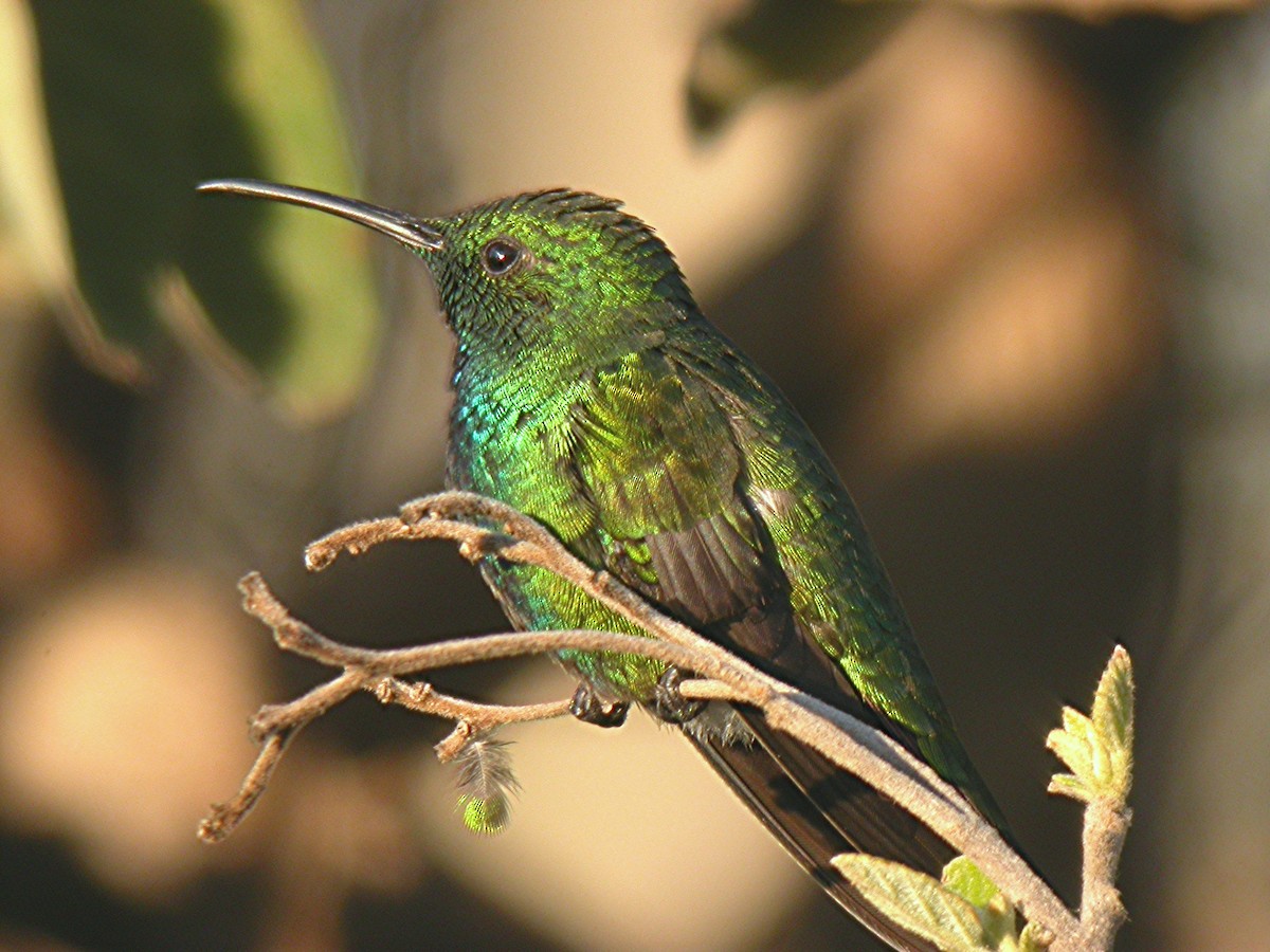 Green-breasted Mango - ML391450681