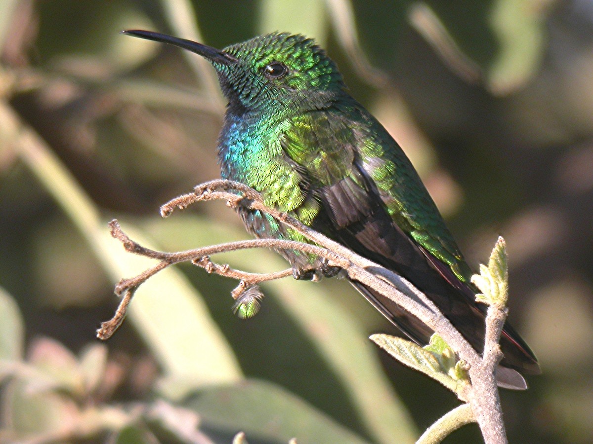 Green-breasted Mango - ML391450881