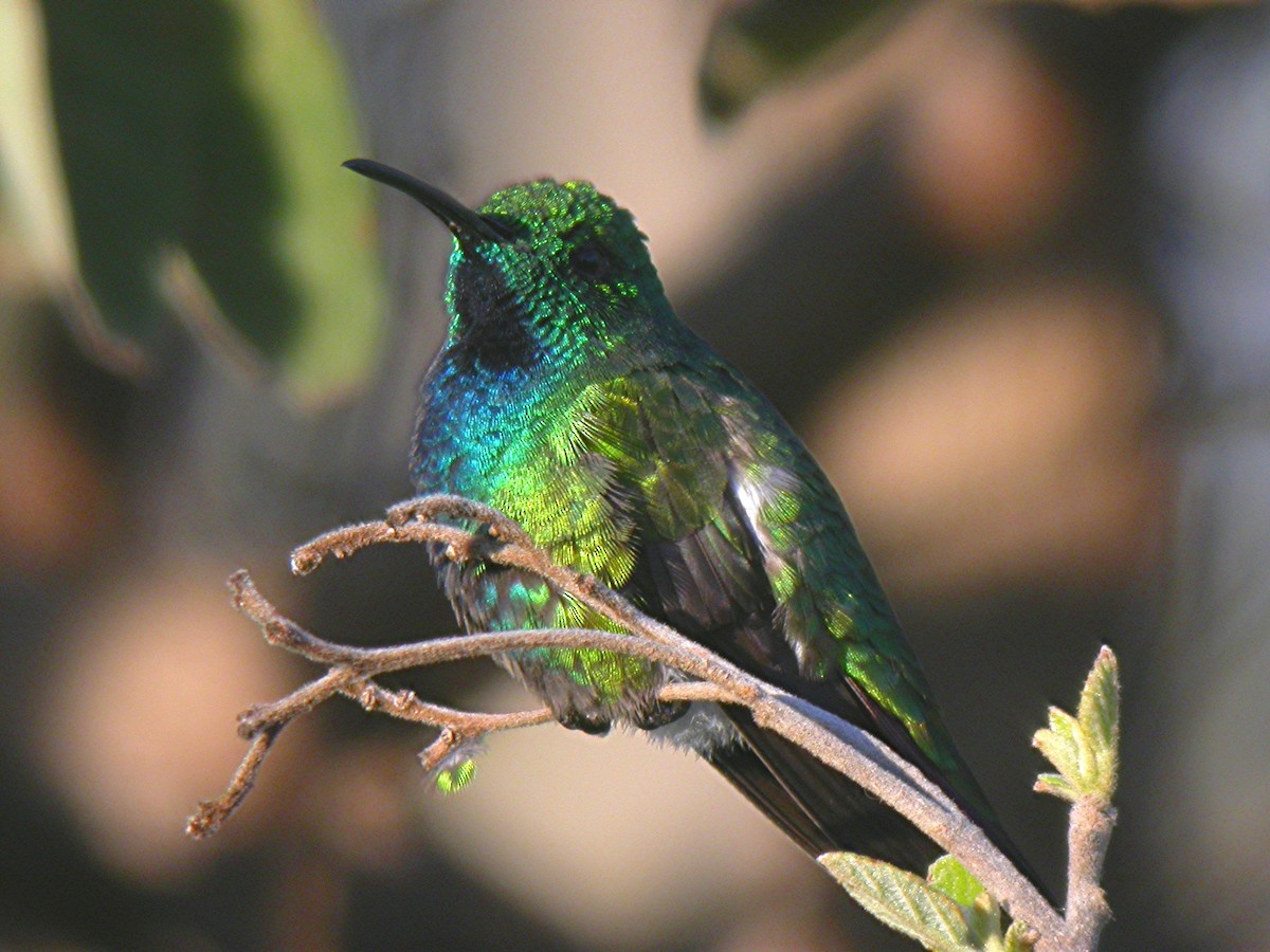 Green-breasted Mango - ML391451091