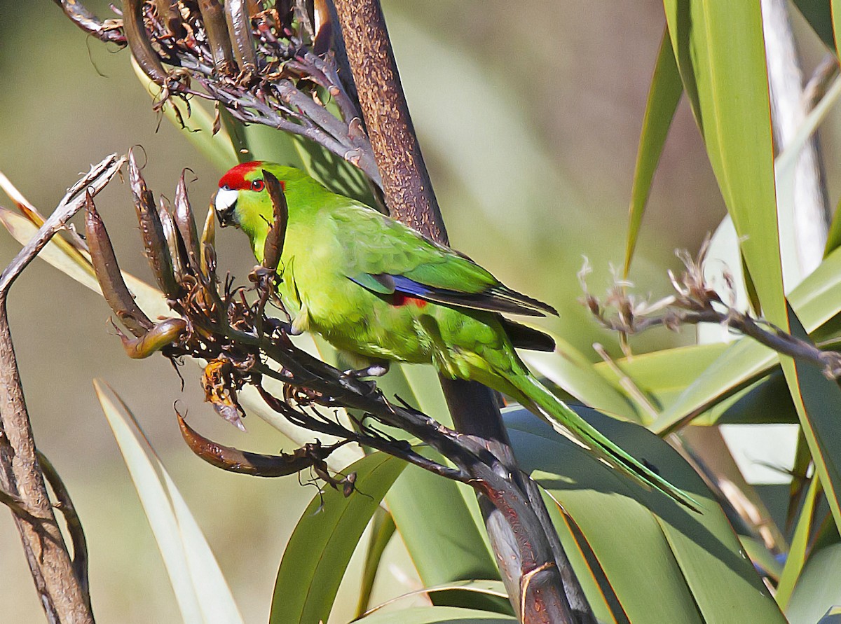 Red-crowned Parakeet - ML391451901