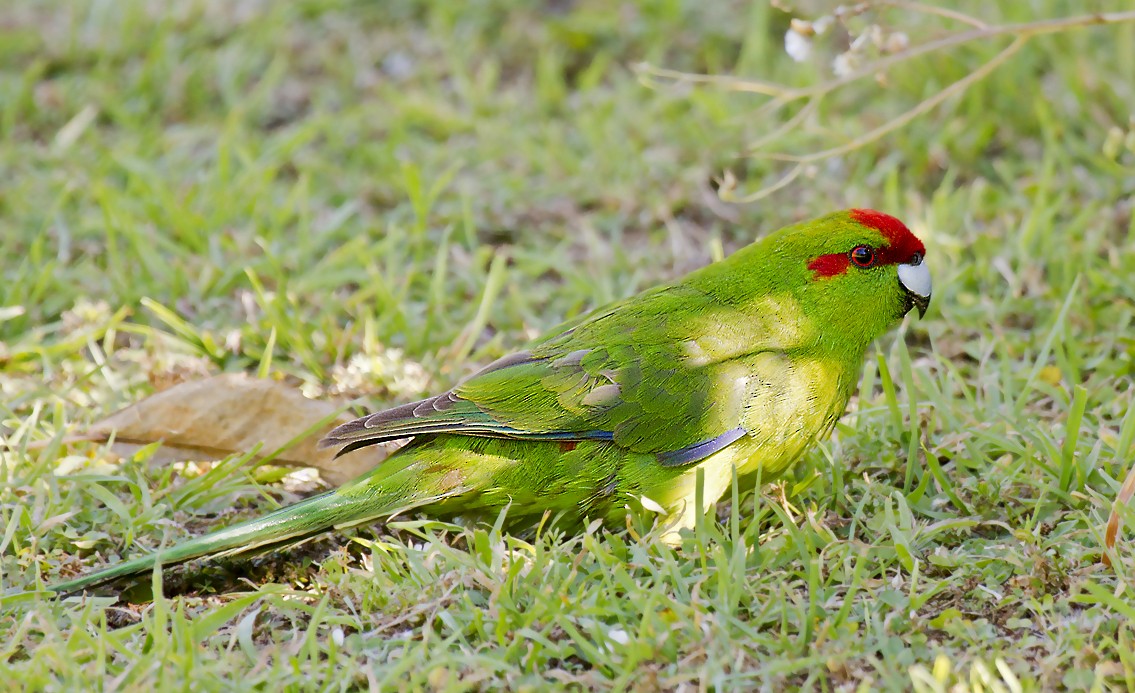 Red-crowned Parakeet - ML391451911