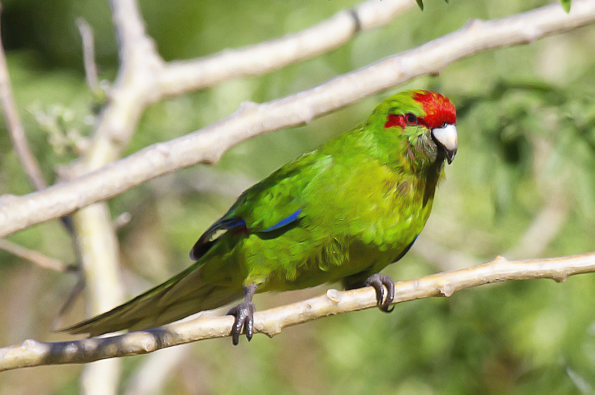 Red-crowned Parakeet - ML391451921