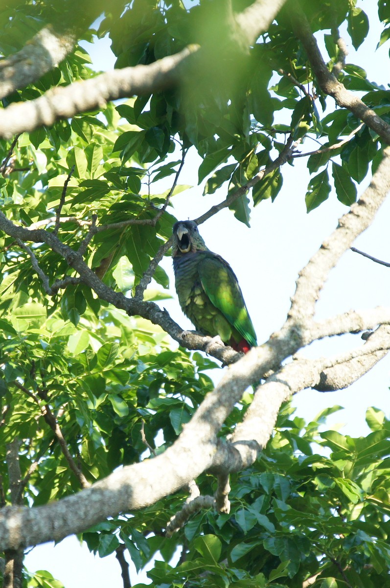 Scaly-headed Parrot - ML391452721