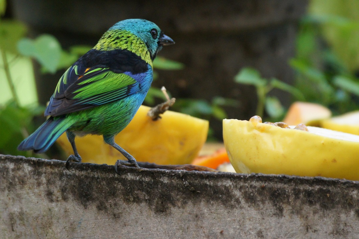 Green-headed Tanager - ML391453181