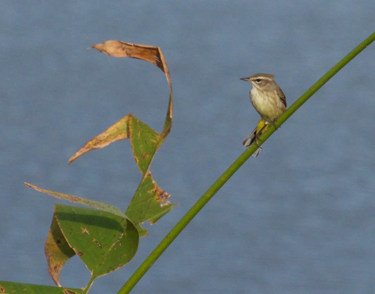 Palm Warbler - Scott Zucker