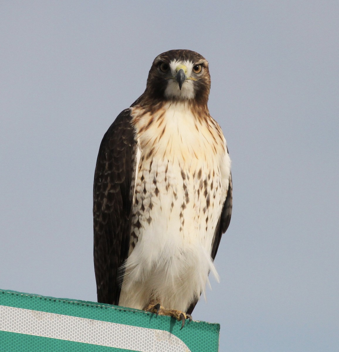 Red-tailed Hawk - ML39145391