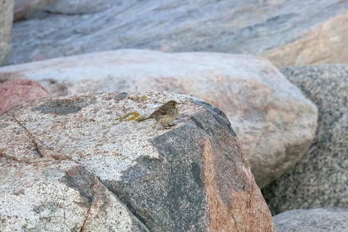 Rock Pipit - ML391454111