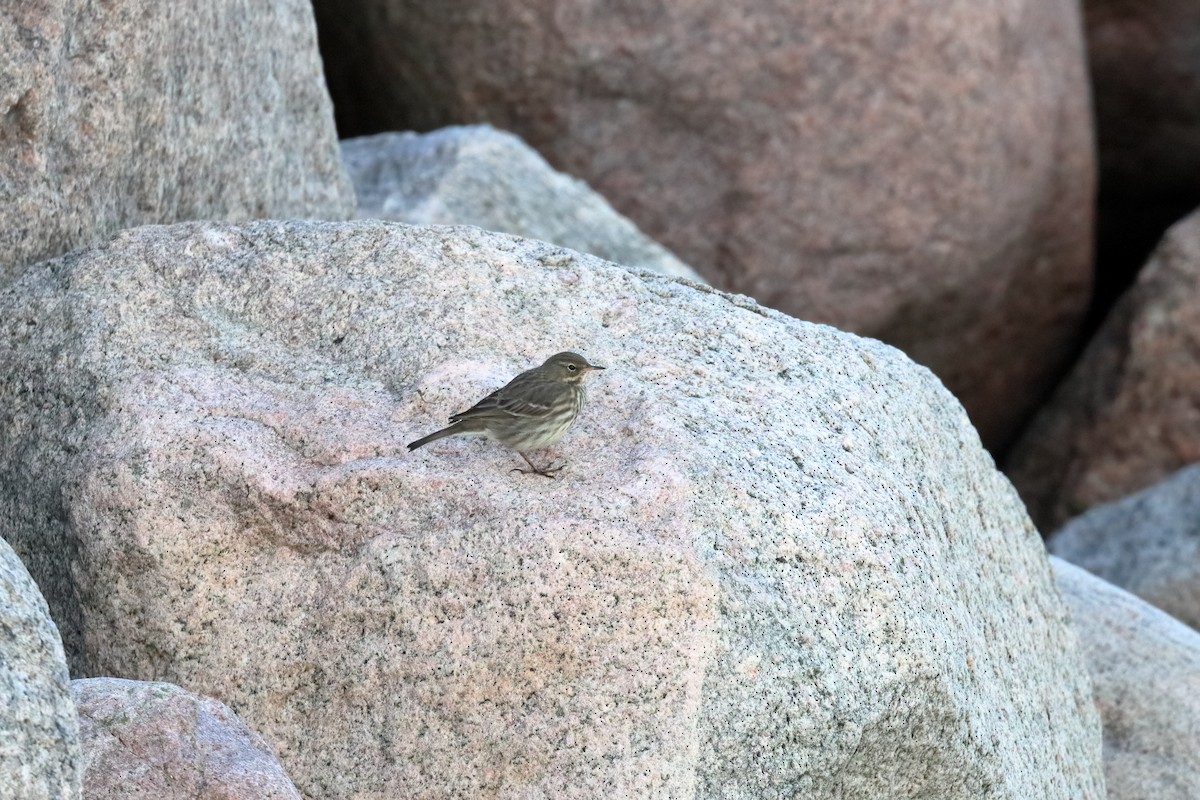 Rock Pipit - ML391454121