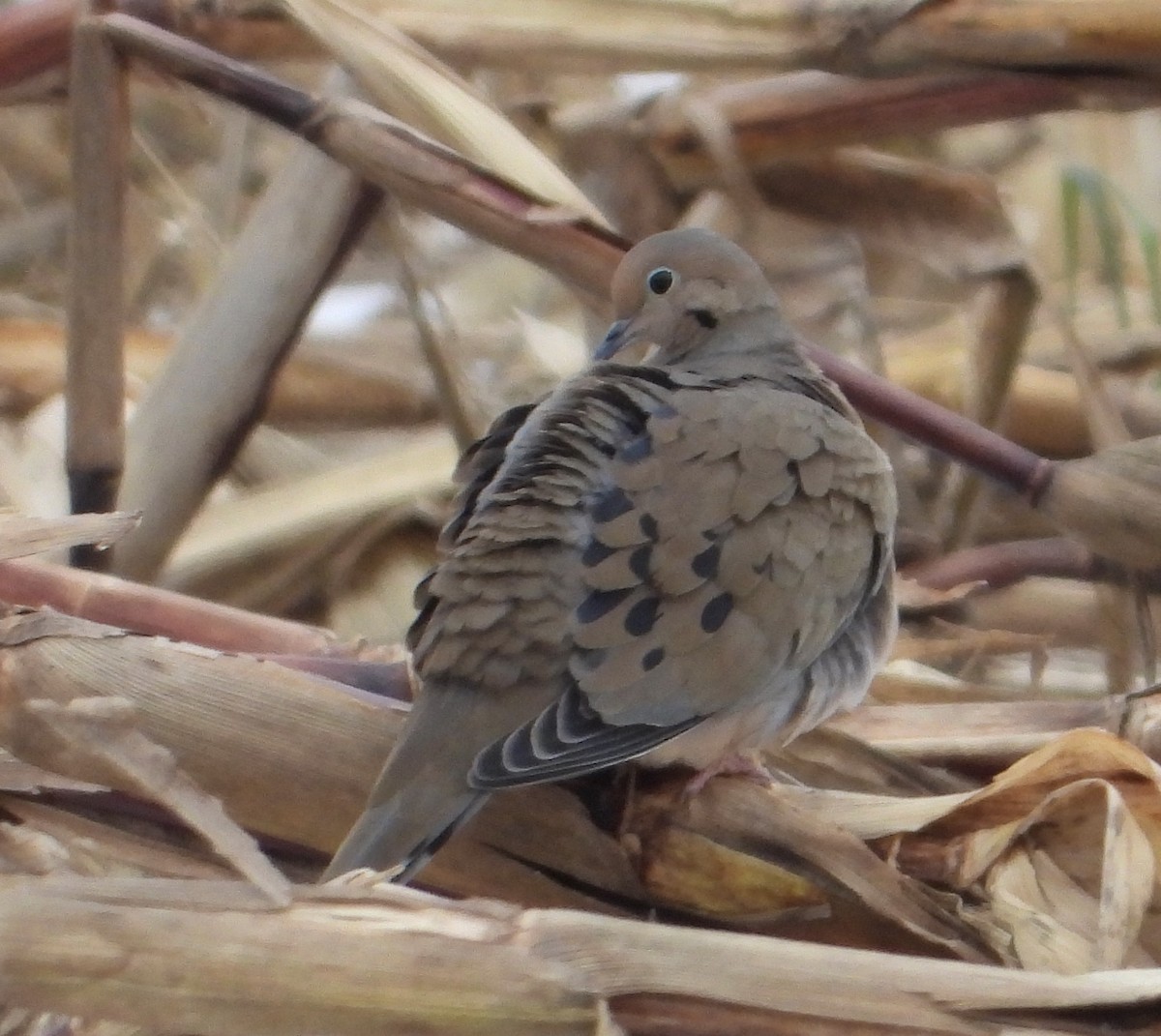 Mourning Dove - ML391456201