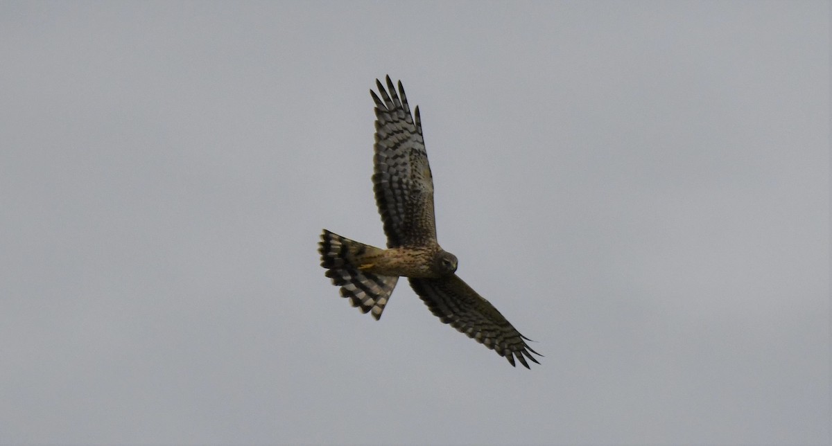 Northern Harrier - Gallus Quigley