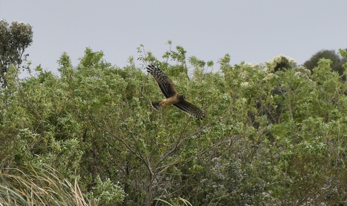 Northern Harrier - Gallus Quigley