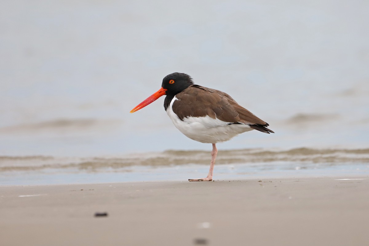 American Oystercatcher - Michael McCloy