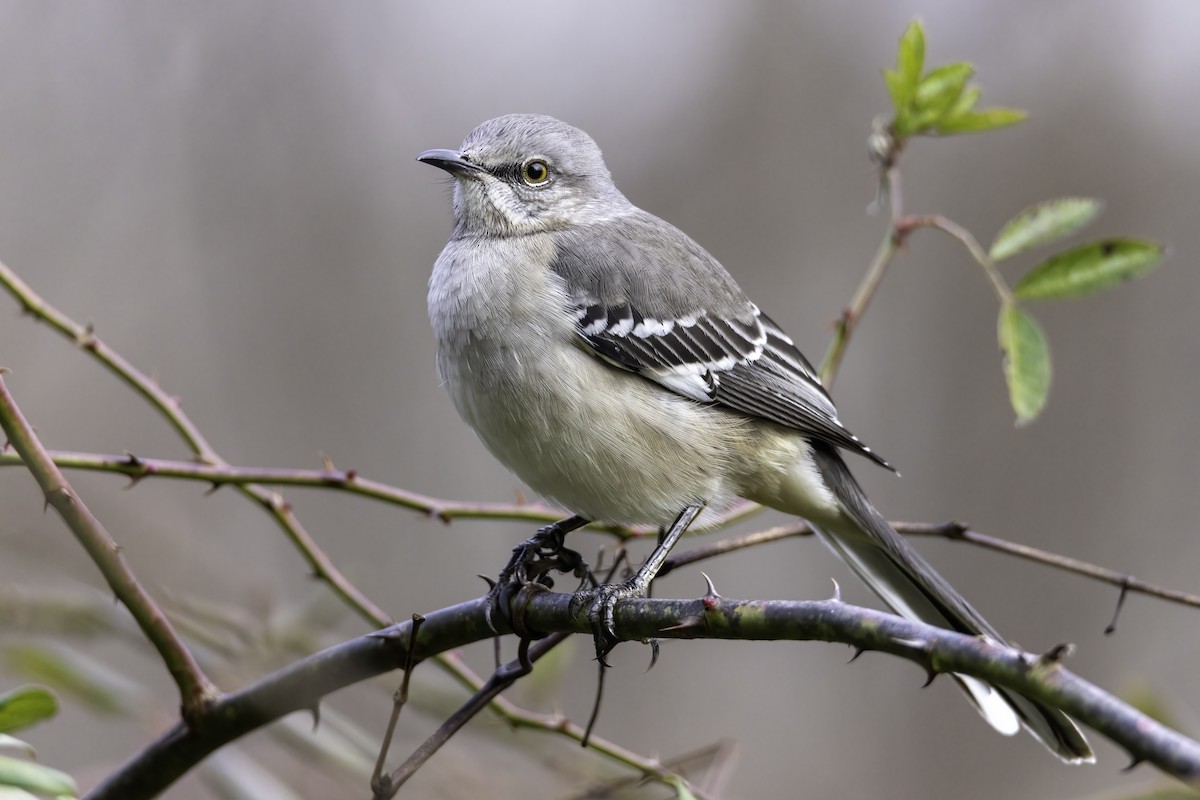 Northern Mockingbird - ML391458651