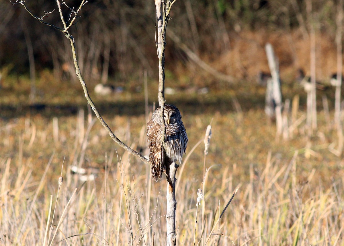 Barred Owl - Mary Coker