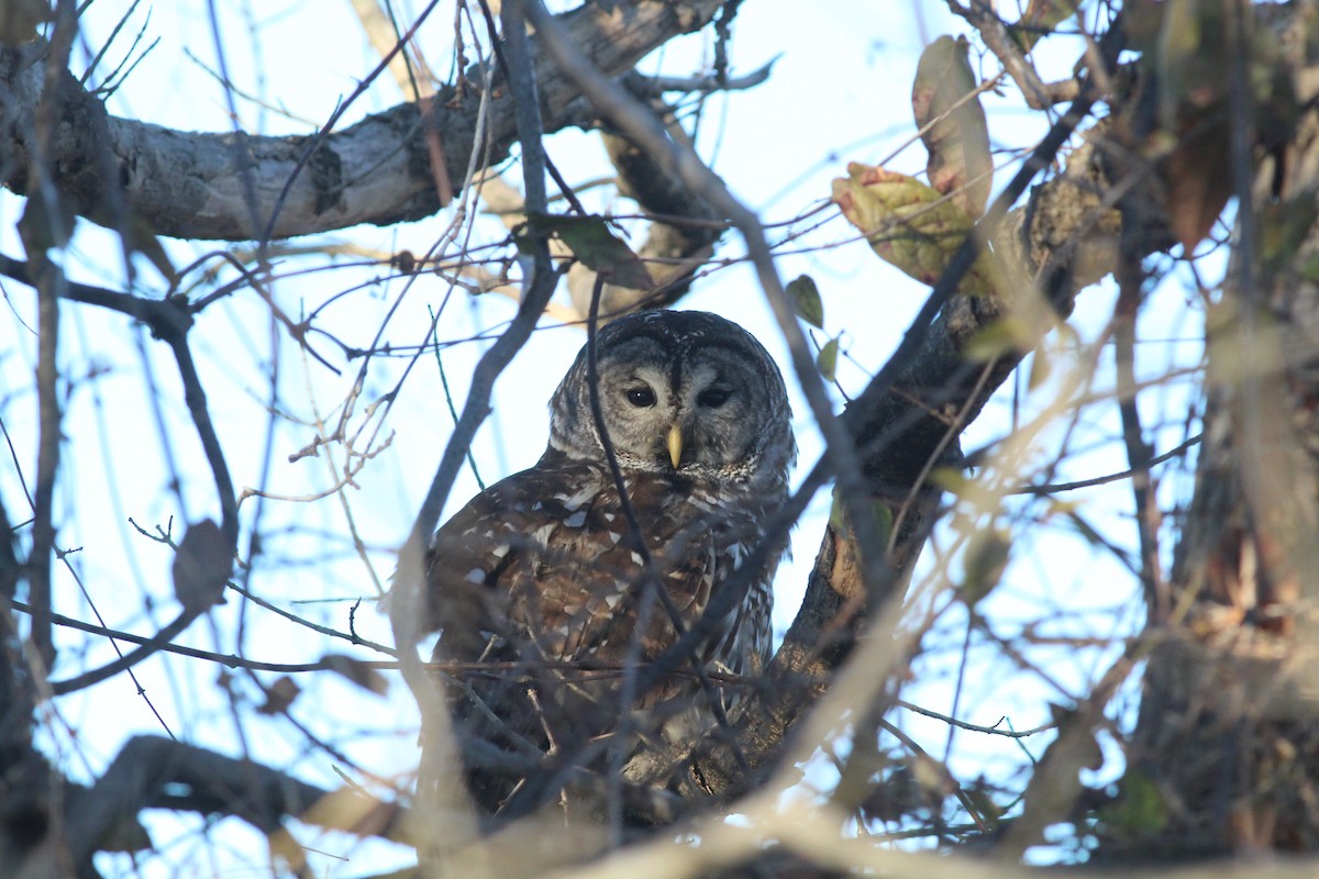 Barred Owl - Mary Coker