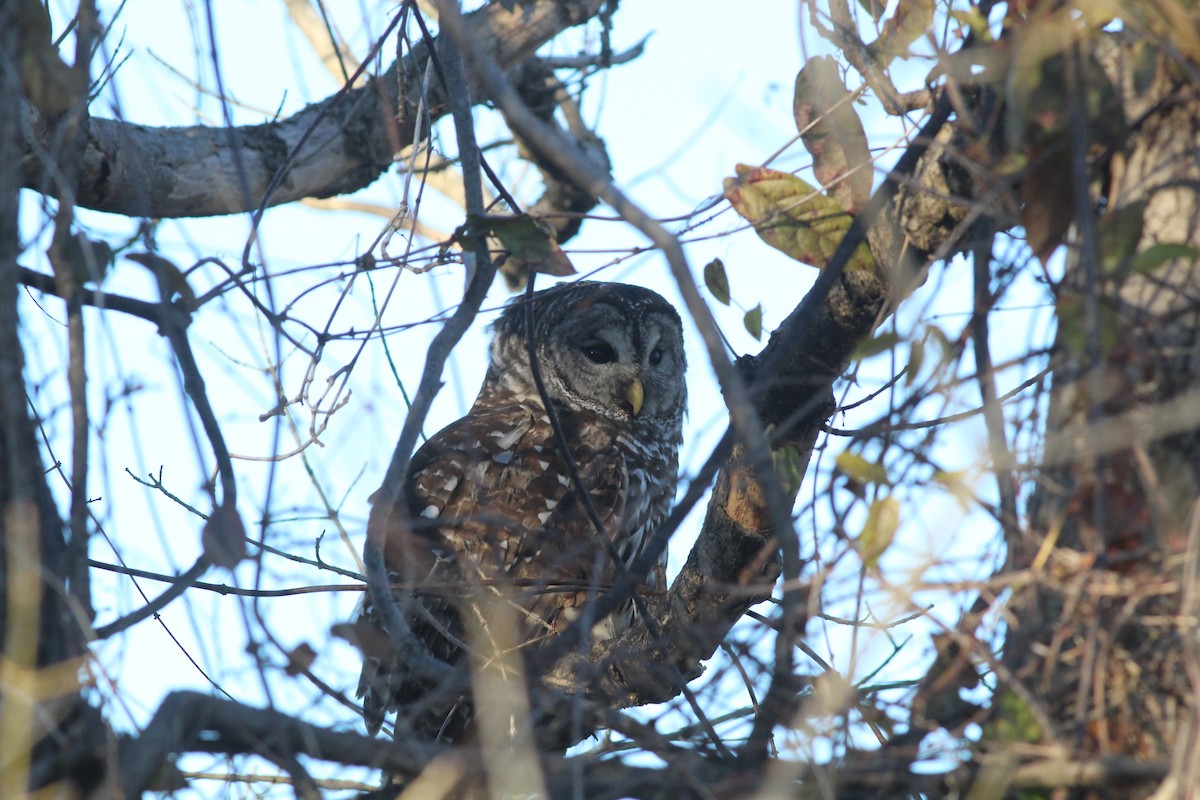 Barred Owl - ML391458941