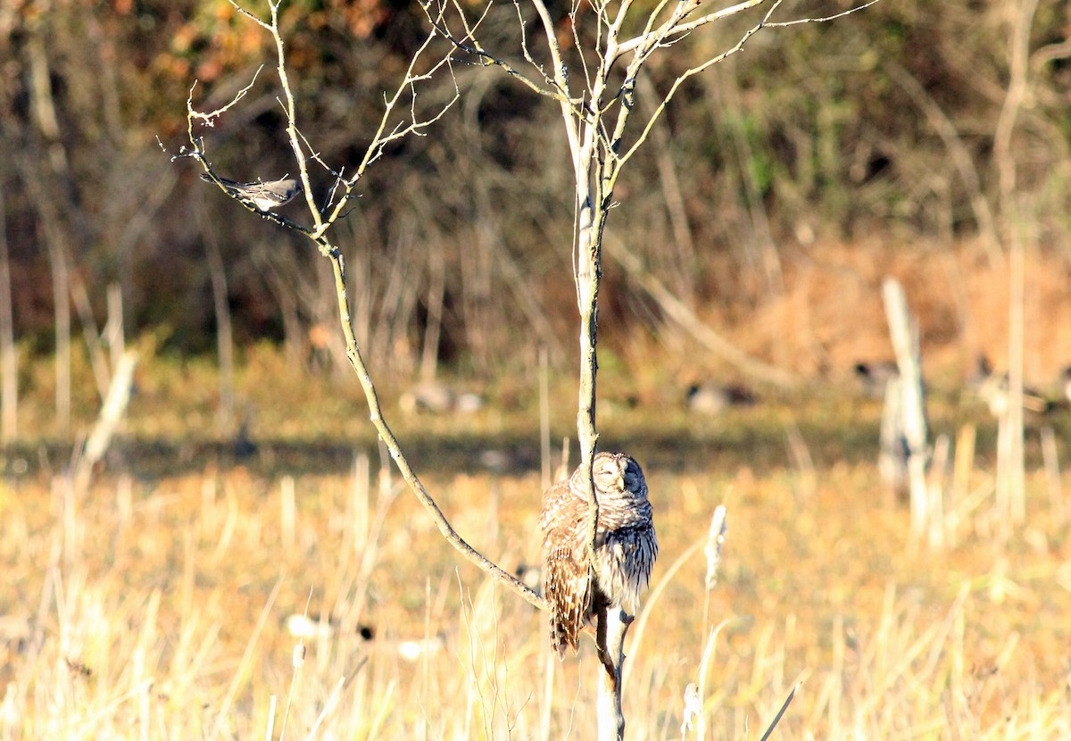 Barred Owl - ML391459251