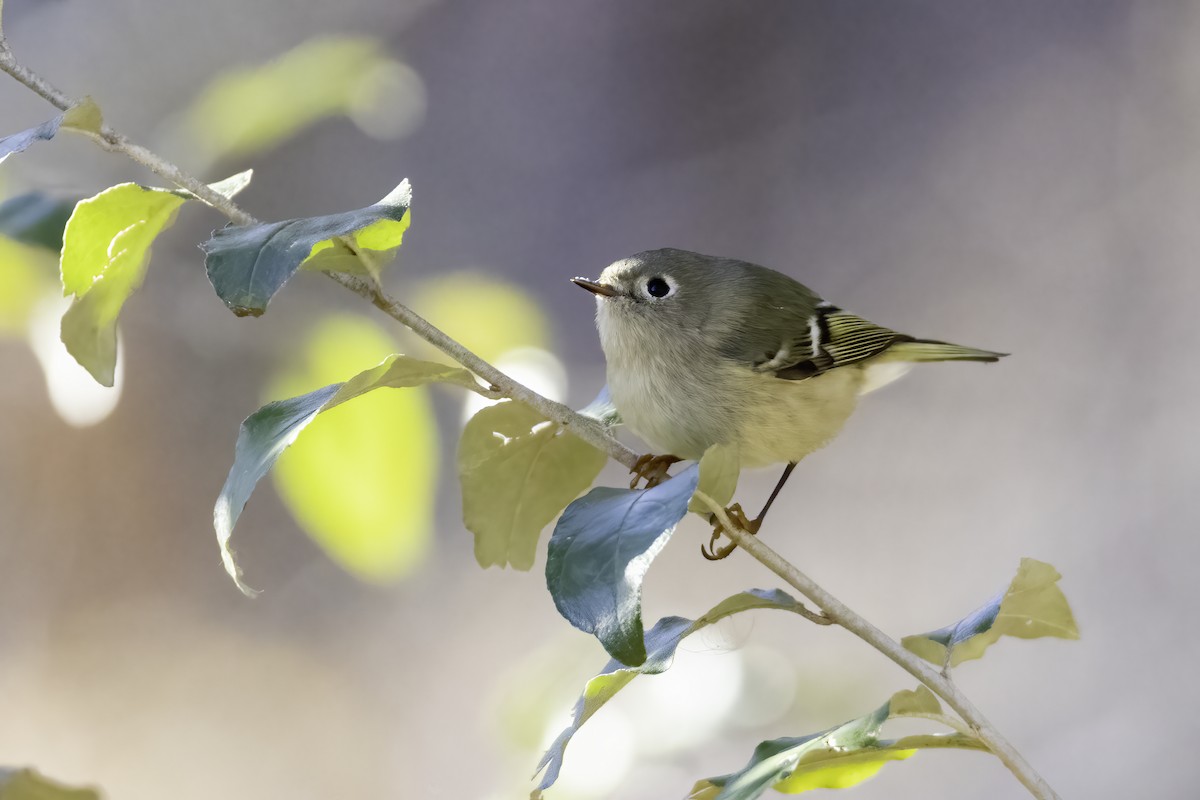 Ruby-crowned Kinglet - ML391459311