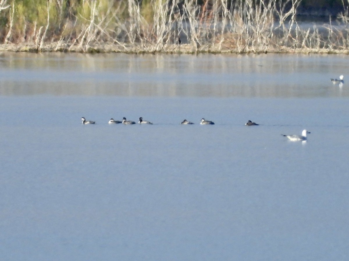 Eared Grebe - ML391459431