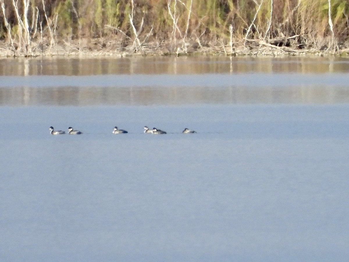 Eared Grebe - ML391459441