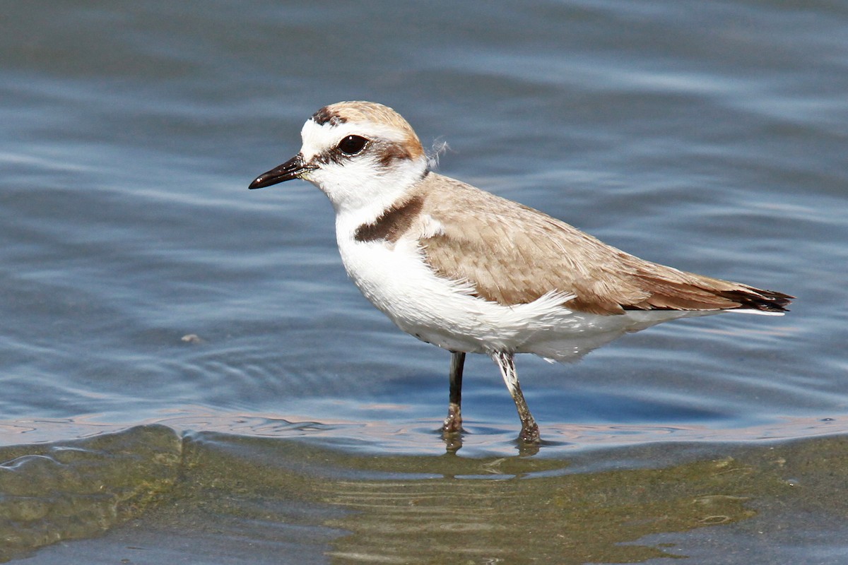 Kentish Plover - ML39146081