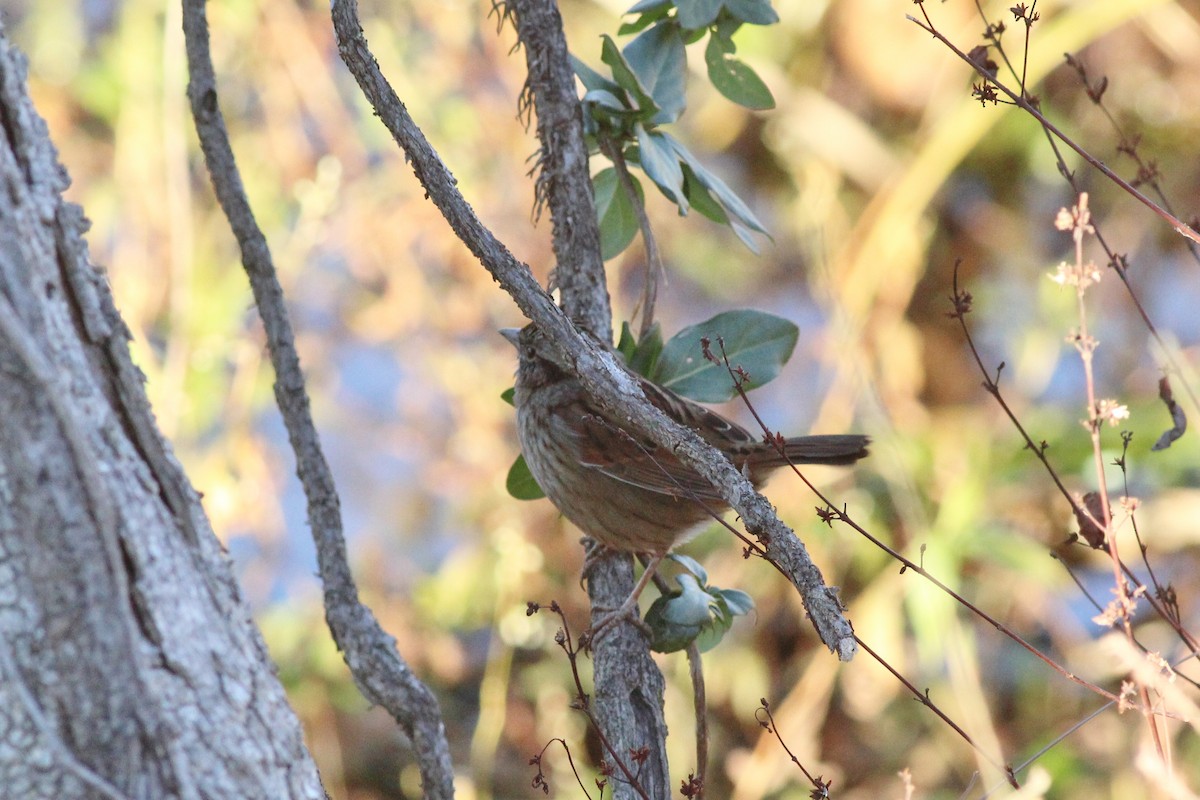 Swamp Sparrow - ML391462001
