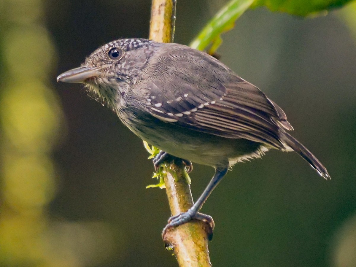 Tüpfelkronen-Ameisenvogel - ML391462121