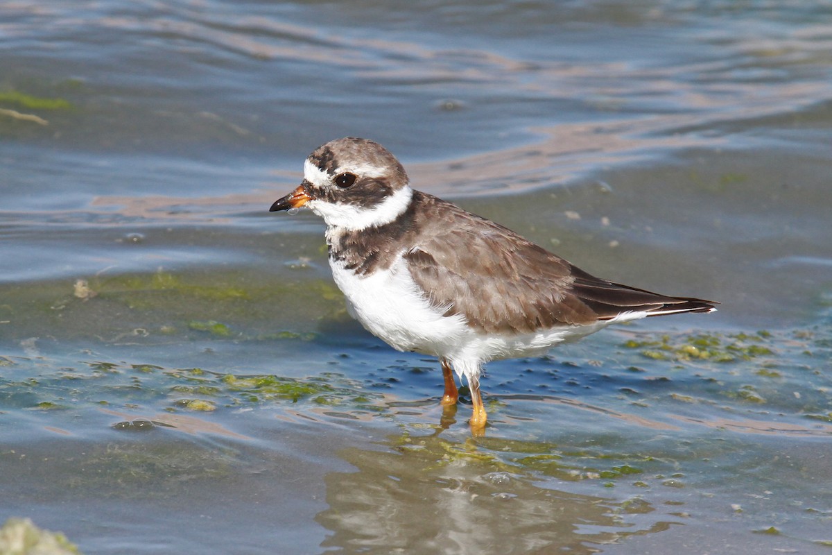 Common Ringed Plover - ML39146221