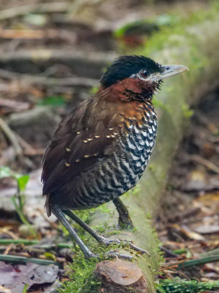 Black-crowned Antpitta - Roger Horn