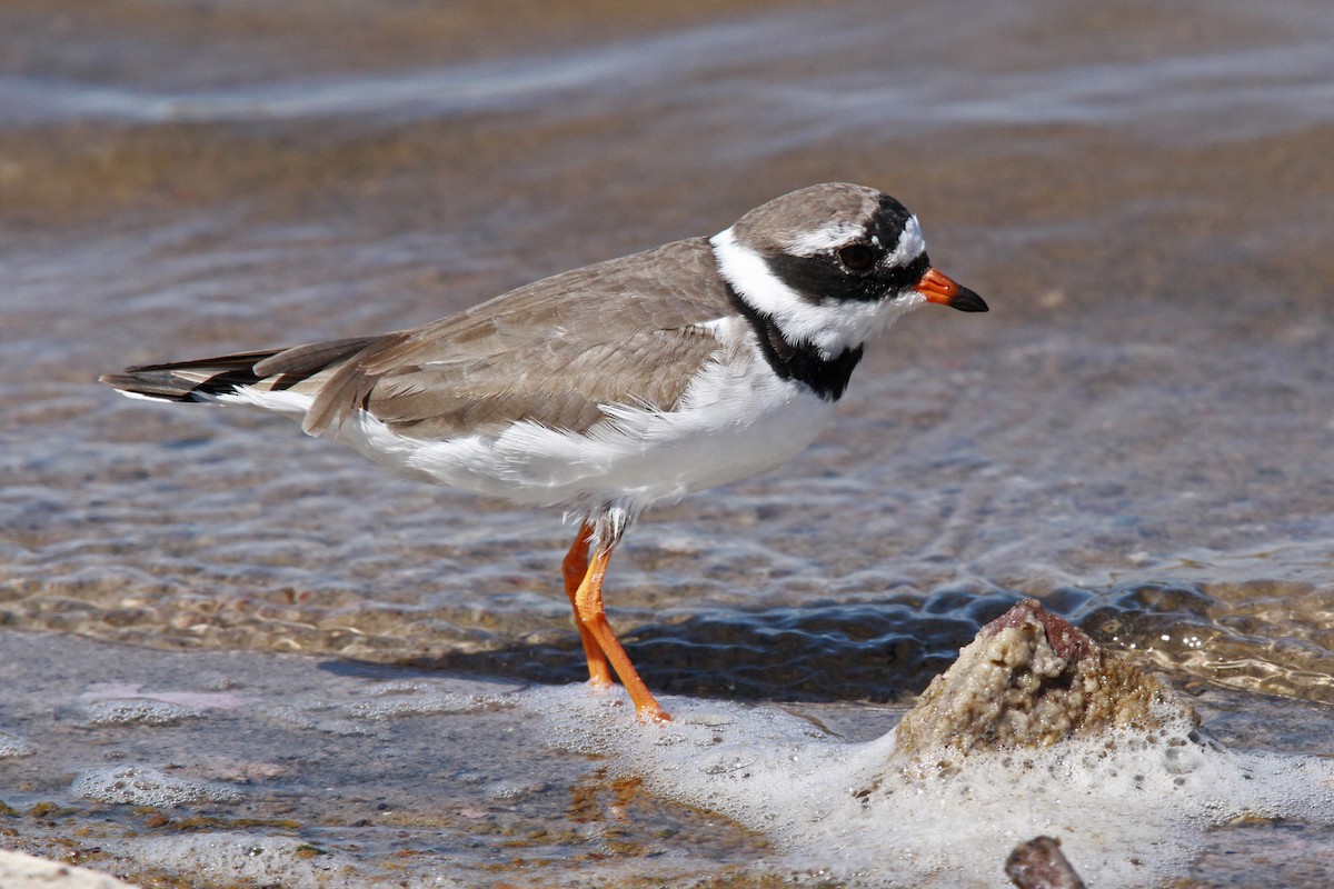 Common Ringed Plover - ML39146251