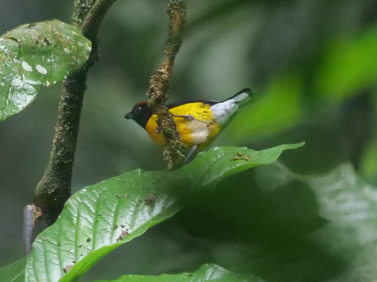 Tawny-capped Euphonia - ML391463371