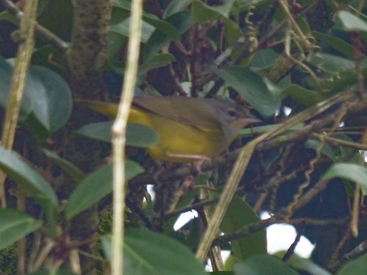 Mourning Warbler - ML391463511